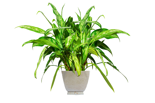 Plant in vase