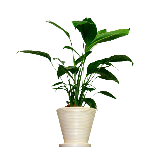 Plant in vase 1