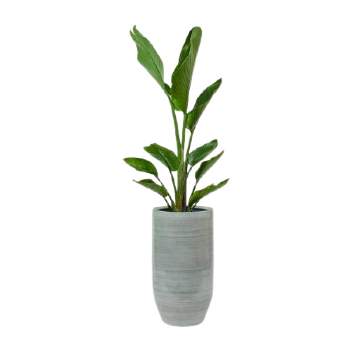 Plant in vase 2