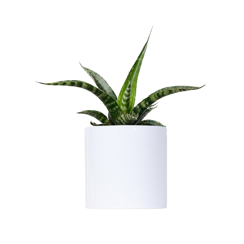 Plant in vase 3