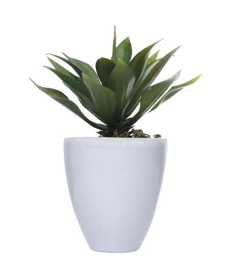 Plant in vase 4